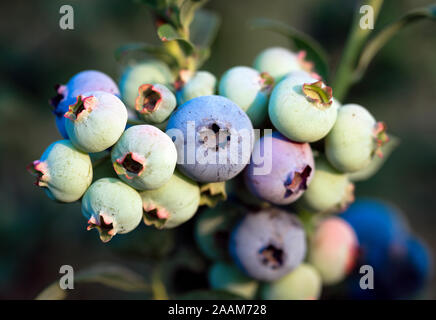 Blueberry bush, New Jersey, USA. Stock Photo