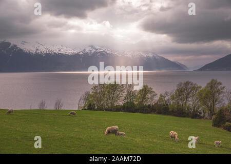 Beautifull landscape at the Sognjefjord in Norway with sheeps eating in the front Stock Photo