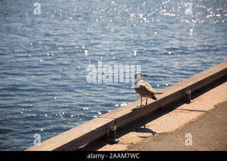 gutt in front of water in oslo Stock Photo