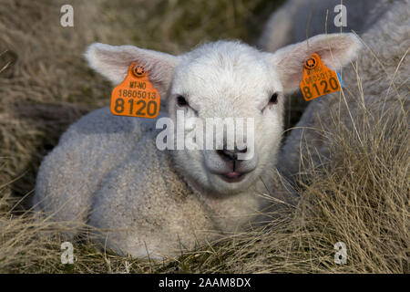 Junges mit Ohrmarken vesehenes Lamm, Lofoten, Norwegen Stock Photo