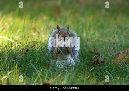 An Eastern Gray squirrel finds and eats a nut in Fall grass Stock Photo