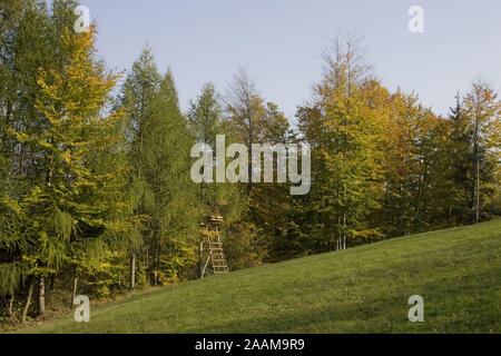 Hochsitz im verfaerbten Wald Stock Photo