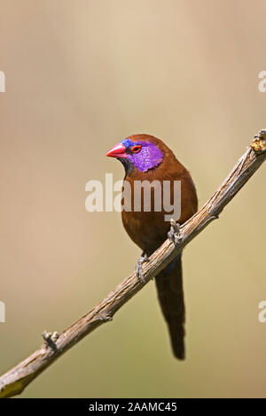 Granatastrild |Uraeginthus granatina - Violet eared Waxbill Granatastrild Maennchen Farm Ondekaremba, Namibia Stock Photo