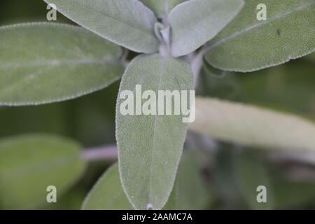 Sage (Salvia officinalis) , a medicinal plant, also called medicinal herb. Sage is an aromatic plant Stock Photo