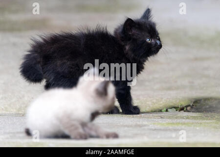 Black and grey newborn kittens outdoor. Adorable small kittens outdoors Stock Photo