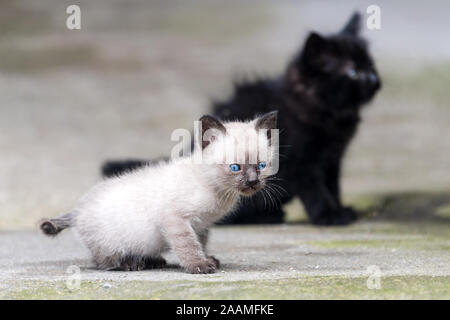 Black and grey newborn kittens outdoor. The kitten looks into the camera. Adorable kittens outdoors Stock Photo