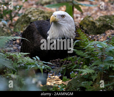 Bald Eagle bird head close-up profile with a bokeh background surrounded by foliage and displaying its body, head, eye, beak, plumage in its surroundi Stock Photo