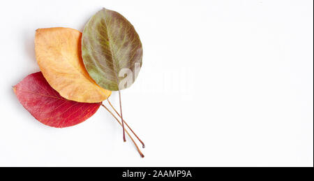 Flat lay top view vibrant red, yellow and green dry autumn leaves which lie on top of each other on white background with copyspace Stock Photo