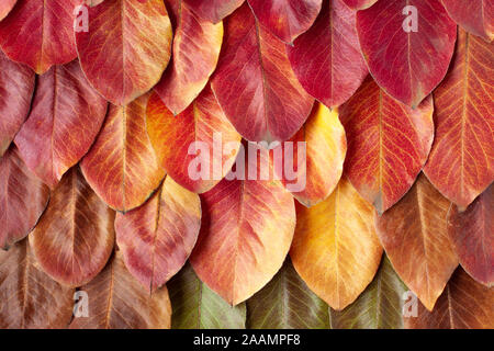 Flat lay top view texture pattern of vibrant red, yellow, brown, green, and orange dry autumn leaves neatly laid out in rows. Background concept Stock Photo
