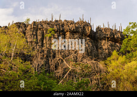 Limestone cliff with large cacti in arid Cerrado. Bahia, Brazil, South America. Stock Photo