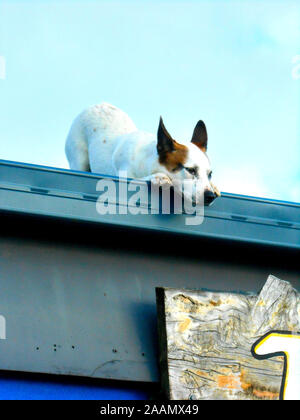 A white dog with brown ears on the roof of a shop watching passersby Chillingham Tweed Valley New South Wales Australia Stock Photo