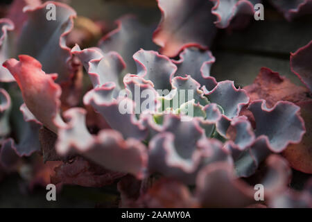 Echeveria 'Blue Curls' plant. Stock Photo