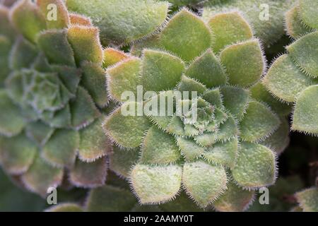 Aeonium tabuliforme plant. Stock Photo