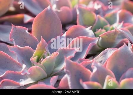 Echeveria 'Afterglow'. Stock Photo