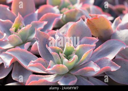 Echeveria 'Afterglow'. Stock Photo