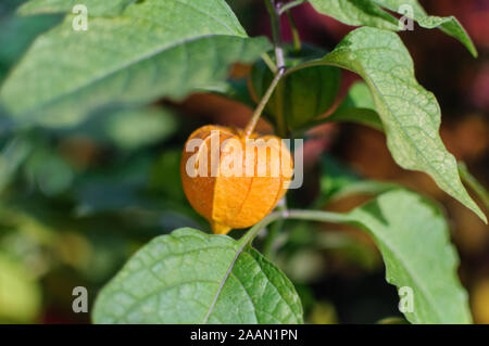 Physalis peruviana in the garden. orange fruit Stock Photo