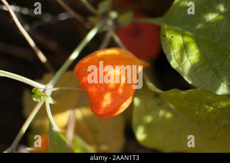 Physalis peruviana in the garden. orange fruit Stock Photo