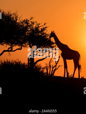 Silhouette of a Solitary Giraffe at Sunset in Botswana, Africa Stock Photo
