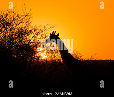 Silhouette of a Solitary Giraffe at Sunset in South Africa Stock Photo