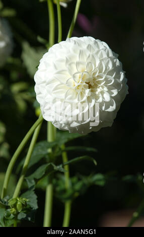 SINGLE WHITE POM POM DAHLIA (DAHLIA PINNATA) FLOWER. Stock Photo