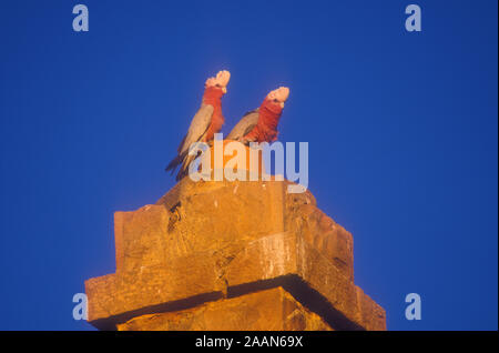 Two Galahs (Eolophus roseicapilla) also known as the rose-breasted cockatoo perched on top of an old chimney, New South Wales, Australia. Stock Photo