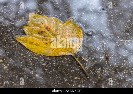 A wet leaf lies on a road in a puddle on a cold autumn day Stock Photo