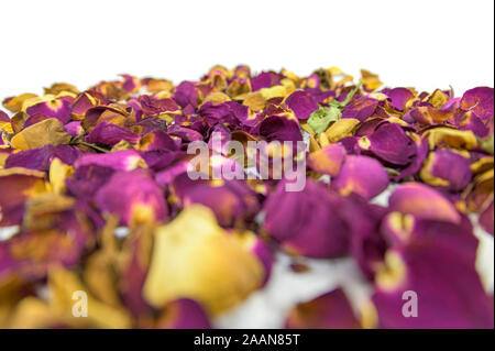 A heap of wilted and dry, red pink and yellow rose petals Stock Photo