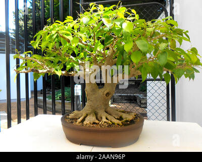 Bonsai trees at the Mount Coo Tha Botanical Gardens Brisbane Queensland Australia Stock Photo