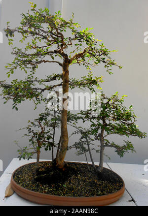 Bonsai trees at the Mount Coo Tha Botanical Gardens Brisbane Queensland Australia Stock Photo