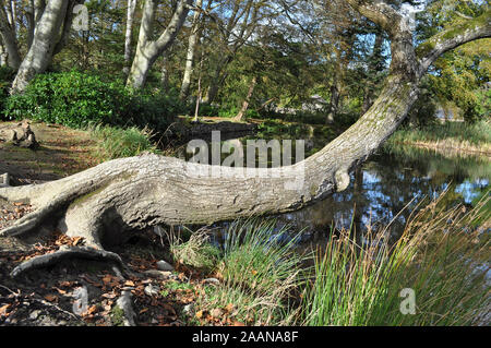 UK strange looking tree growing horizontally out over a lake with autumnal leaves on the ground Stock Photo