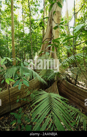 Butresses of tropical rainforest trees in Tangkoko National Park, North Sulawesi Indonesia. Stock Photo