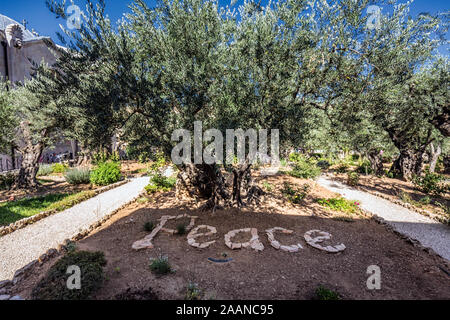 Peace sign at Gethsemane olive garden in old town of Jerusalem. Stock Photo