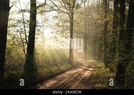 Dirt road through the oak forest in the morning. Stock Photo