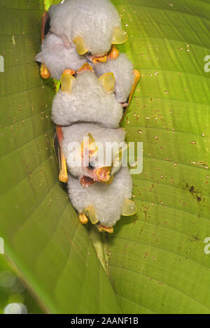 Honduran White Tent Bat (Ectophylla alba) small group resting on underside of leaf, Turrialba, Costa Rica, October Stock Photo