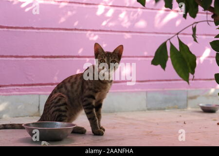 Beautiful feline cat eating on a metal bowl. Cute domestic animal. Stock Photo