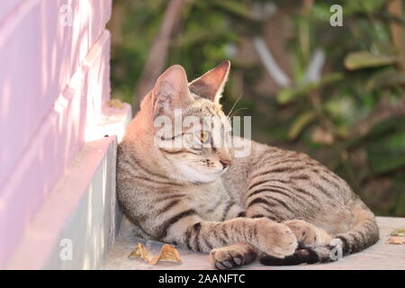 A cute little gray cat. Lying on the cement floor, bokeh background Stock Photo