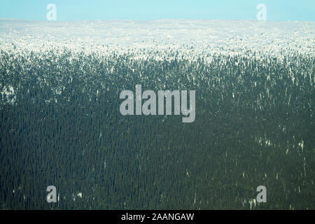 Dark coniferous forests (boreal coniferous forest). Northern forest aerial photography in mid winter in January Stock Photo