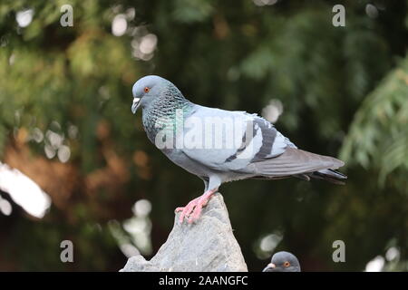 Front view of the face of Rock Pigeon face to face.Rock Pigeons crowd streets and public squares, living on discarded food and offerings of birdseed. Stock Photo