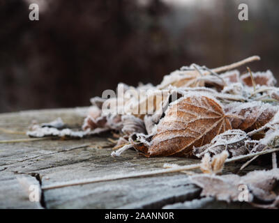 frozen leaves with frost Tree stump for product display montages. Natural background. Texture background wallpaper. Natural wooden background Stock Photo