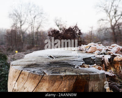frozen leaves with frost Tree stump for product display montages. Natural background. Texture background wallpaper. Natural wooden background Stock Photo