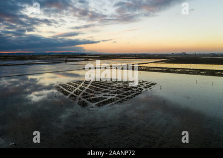 Aerial view of rice fields, flocks of birds and agricultural machinery during sunset on Lake Albufera. Comunidad Valenciana Stock Photo