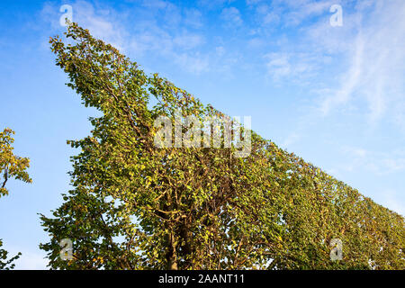 High hedge finely trimmed in a park in Wien (Austria) Stock Photo