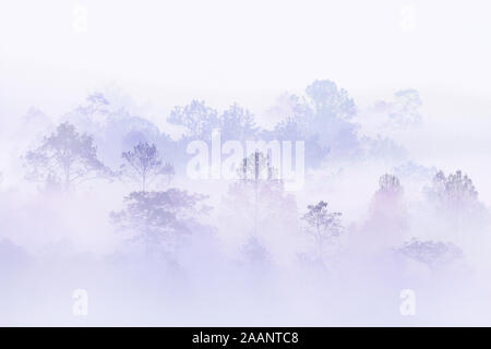 silhouette forest covered in fog during winter morning. misty mountains good ecosystem and environmental concepts. great outdoor location in Thailand. Stock Photo