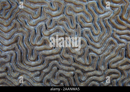 Close up of brain coral structure in the caribbean sea Stock Photo