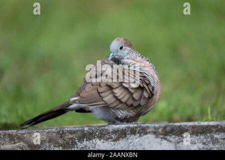 Barred Ground Dove; Geopelia striata; Preening; Seychelles Stock Photo