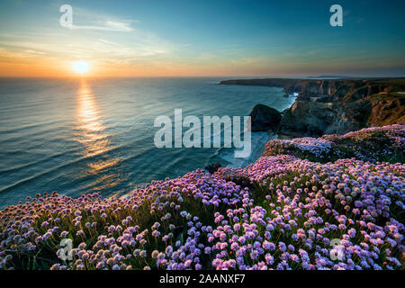 Bedruthan Steps; Thrift in Flower; Sunset; Cornwall; UK Stock Photo