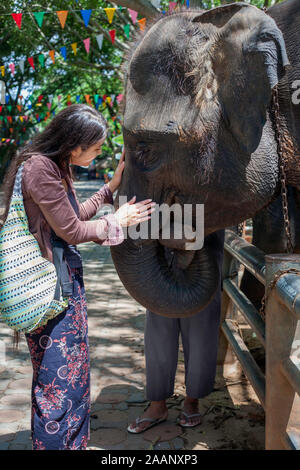 Biracial Asian Caucasian teen girl or young woman talking to and touching baby elephant in Thailand Stock Photo