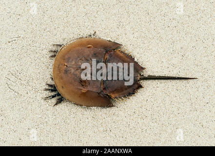 Horseshoe crab on beach. Stock Photo