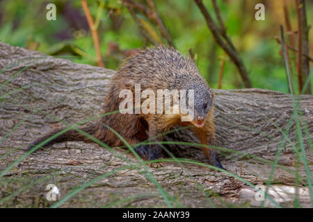 Yellow Mongoose - Cynictis penicillata or the red meerkat, is a member of the mongoose family, lives in open country, from semi-desert scrubland to gr Stock Photo