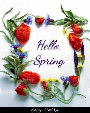 Spring floral composition from poppies, cornflowers, irises, and wild flowers with green leaves, hello spring writing  inside of flowering frame, flat Stock Photo